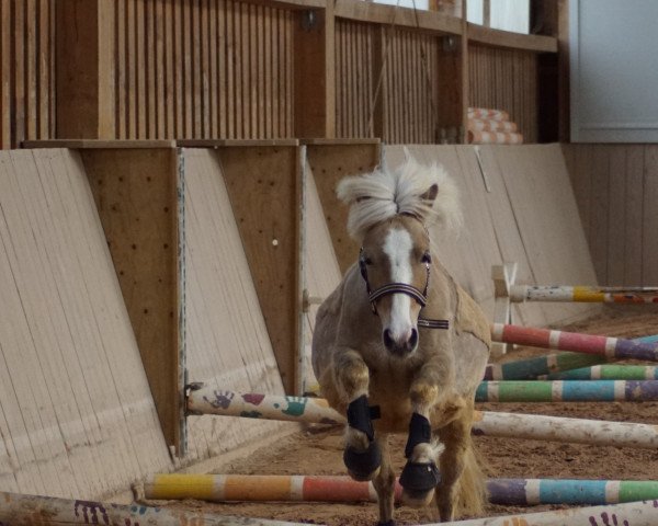 Zuchtstute Confettis Honeymoon (Deutsches Classic Pony, 2017, von All Inclusive vom Jägerhof)