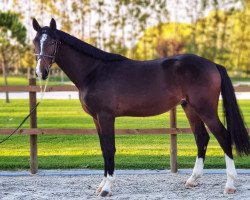 jumper N-Darley B (KWPN (Royal Dutch Sporthorse), 2018, from VDL Harley)