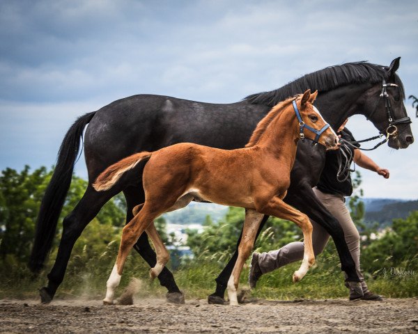 Springpferd Greatest Showgirl (Trakehner, 2022, von Giuliani)