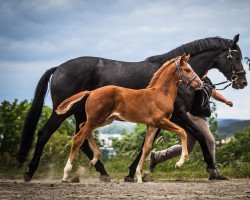 Pferd Greatest Showgirl (Trakehner, 2022, von Giuliani)