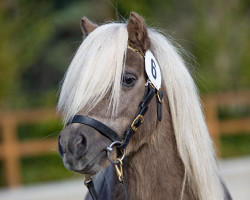 stallion Niederbroks Hennessy (Shetland pony (under 87 cm), 2020, from Hummer van Stal Polderzicht)