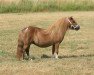 broodmare Rinske van de Gathe (KWPN (Royal Dutch Sporthorse), 2001, from Jasper van 't Heidepark)