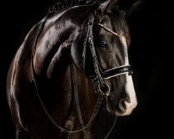 broodmare Glory of Hope (Trakehner, 2015, from Alter Fritz)