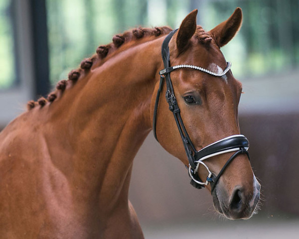 dressage horse Esquire WS (Westphalian, 2017, from Escolar)