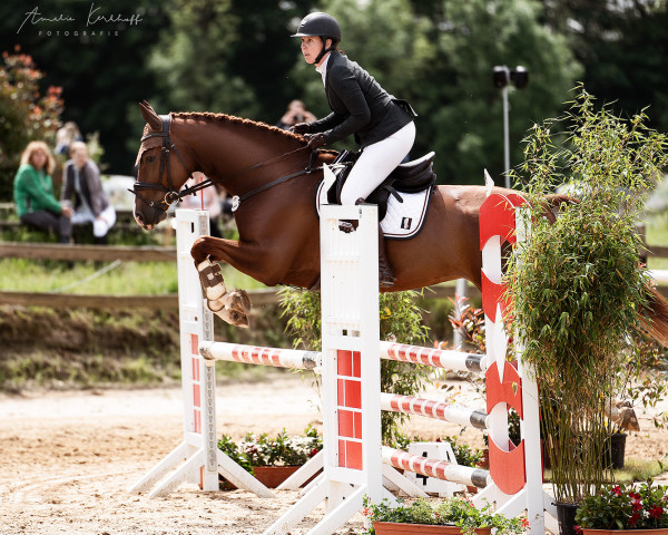 jumper Chaccalacca (German Sport Horse, 2014, from CHAMPION 119)