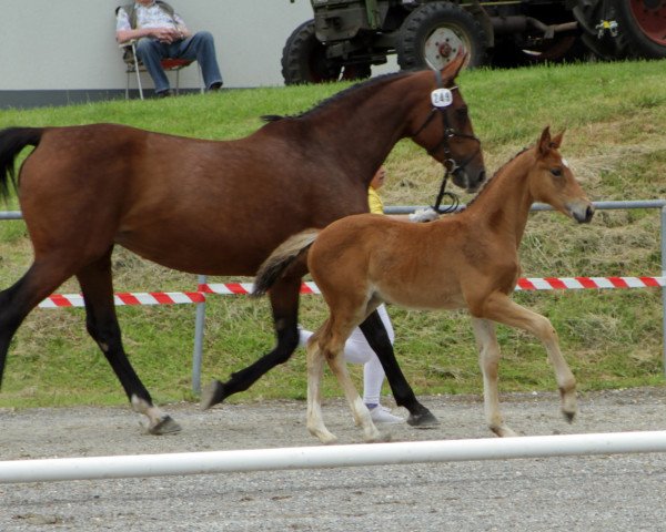 broodmare Quiwi Queen (Württemberger, 2016, from Quiwi Dream)