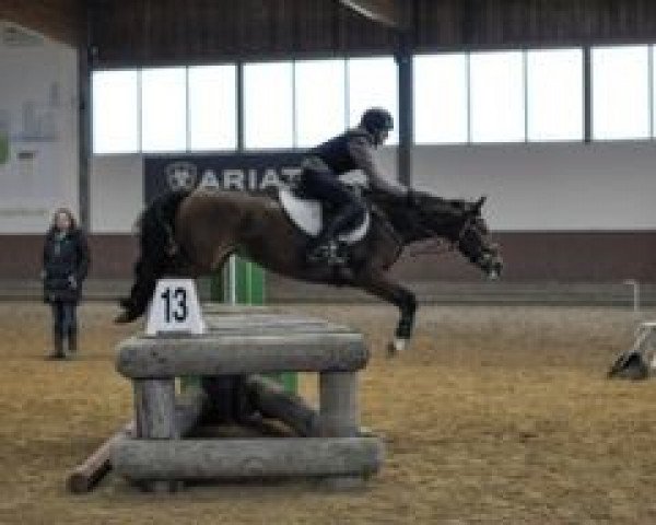 jumper Delightful Dancing Daisy (German Riding Pony, 2016, from Don Diabolo NRW)