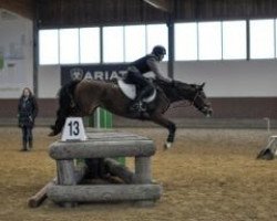 Springpferd Delightful Dancing Daisy (Deutsches Reitpony, 2016, von Don Diabolo NRW)