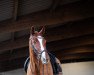 dressage horse Querido 78 (Hanoverian, 2013, from Quaterhall)