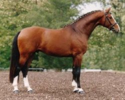 horse Noteworthy (KWPN (Royal Dutch Sporthorse), 1995, from Ramiro Z)