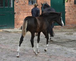 horse Rieemaars Thunderbird (Deutsches Reitpony, 2022, from Vincent)