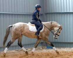 horse Golden (Great Poland (wielkopolska), 2018, from King Size)