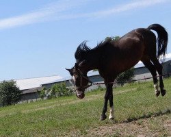 stallion King Size (Great Poland (wielkopolska), 1999, from Rubin)