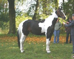 stallion Romeo (Great Poland (wielkopolska), 2005, from Eldorado)