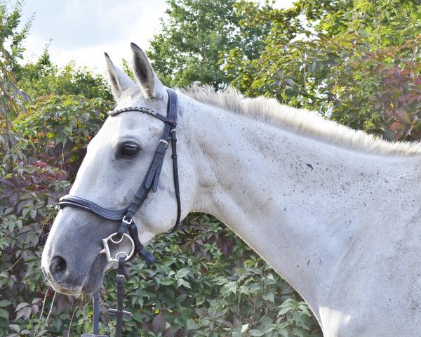 broodmare Kiara (Great Poland (wielkopolska), 2012, from Powój)