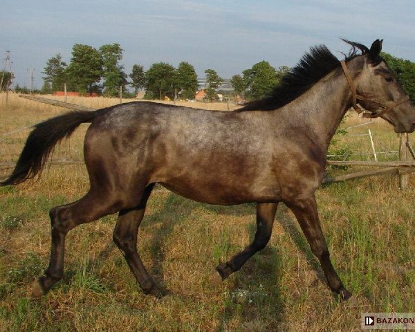 broodmare Kapri (Great Poland (wielkopolska), 2008, from Lwow)