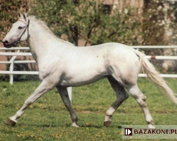 stallion Lwow (Great Poland (wielkopolska), 1983, from Aspirant)