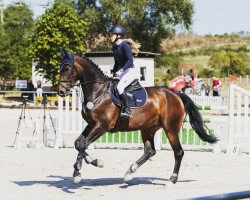 jumper Spencer 103 (Hanoverian, 2016, from Stolzenberg)