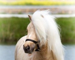 stallion Heit van de Raven (Shetland pony (under 87 cm), 2014, from Shandy van Bromishet)