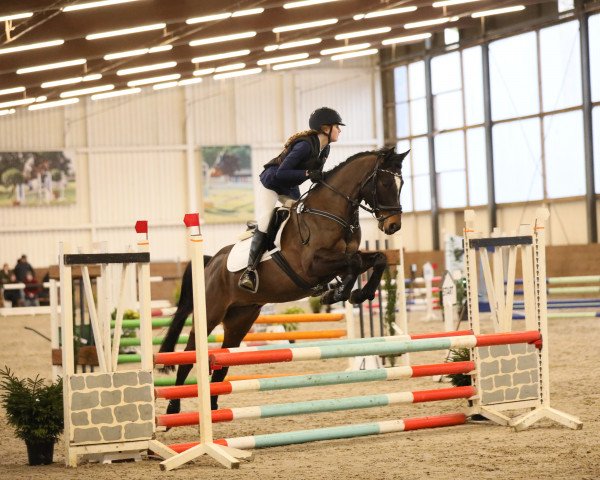 dressage horse Antaris 139 (German Riding Pony, 2015, from ACDC 5)