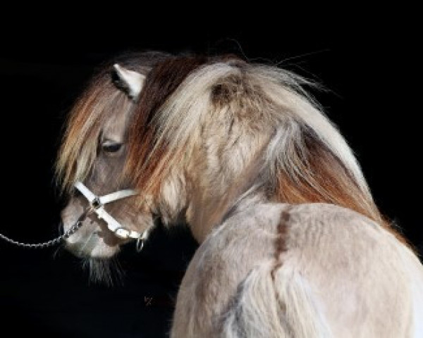 stallion Geraldo van de Sleedoorn (Shetland Pony, 2013, from Shandy van Bromishet)