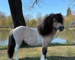 stallion Jalex v.’t Pannenhuis (Shetland pony (under 87 cm), 2015, from Shandy van Bromishet)