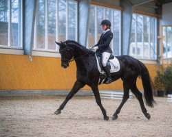 dressage horse Fashion Forever (Westphalian, 2016, from Fashion Maker)