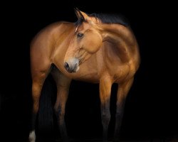 jumper Cimy (Oldenburg show jumper, 2016, from Chaman)