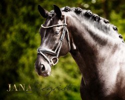 dressage horse Seni Ilustrisimo IV (Pura Raza Espanola (PRE), 2013, from Seni Kripton II)