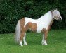 stallion Menthe van het Keijzertje (Shetland pony (under 87 cm), 1997, from Expensive van Bromishet)