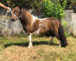 Zuchtstute Elien van de Huslerij (Shetland Pony (unter 87 cm), 2011, von Vanity van de Buxushof)