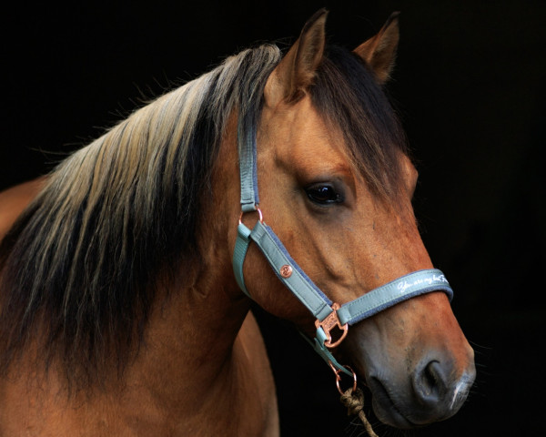 horse Donald vom Radenbach (Duelmener, 2018, from Duncan vom Radenbach)