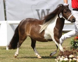 broodmare Nine van de Huslerij (Shetland pony (under 87 cm), 2019, from Heit van de Raven)