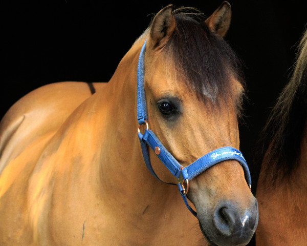 horse Timon 49 (Duelmener, 2009)