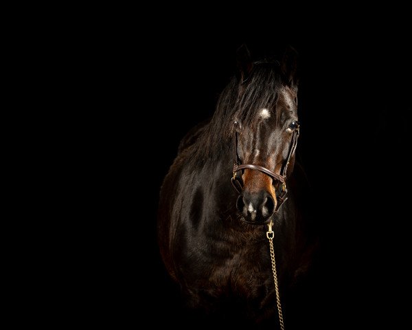 broodmare Tausendschön T (German Riding Pony, 2015, from Tabaluga Star)