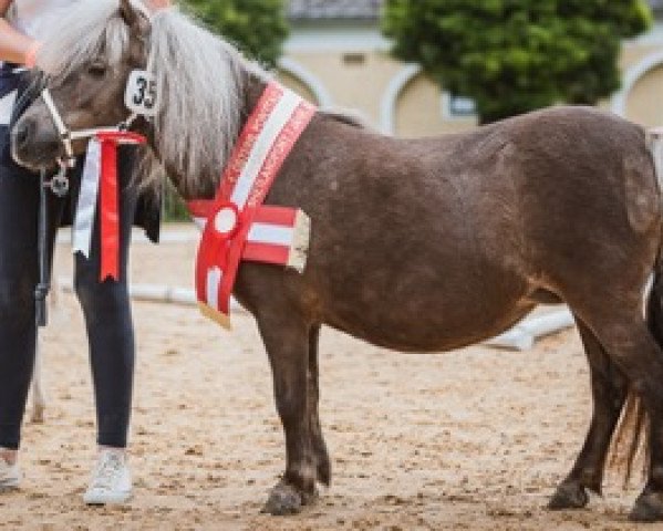 Zuchtstute Favoriet van de Moespot (Shetland Pony (unter 87 cm),  , von Y-Catcher van de Colorstable)