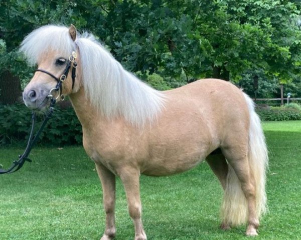 Zuchtstute Nina Ricci van de Moespot (Shetland Pony (unter 87 cm), 2019, von Shakira van de Buske)