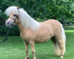 broodmare Nina Ricci van de Moespot (Shetland pony (under 87 cm), 2019, from Shakira van de Buske)