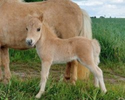 horse Akino zum Jemberg (Shetland pony (under 87 cm), 2022, from Arno van de Laarhoeve)