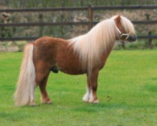 stallion Lector van de Nijkamphoeve (Shetland pony (under 87 cm), 1996, from Gentleman van Bangaerde)