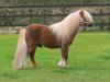 Deckhengst Lector van de Nijkamphoeve (Shetland Pony (unter 87 cm), 1996, von Gentleman van Bangaerde)