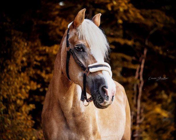 broodmare Mandy-Maureen (Westphalian, 1990, from Mando)