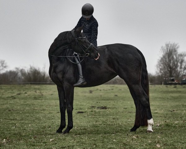 dressage horse For me DB (Westphalian, 2018, from For Final)