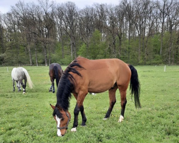 dressage horse Rilke's Poet (Rhinelander, 2009, from Rilke)