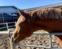 dressage horse Red Valentino (Westfale, 2020, from Rousseau)