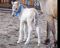 Pferd Icequeen (Fjordpferd, 2023, von Ilvano)