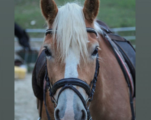 horse Amira (Haflinger, 2019, from Augartner)