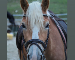 Pferd Amira (Haflinger, 2019, von Augartner)