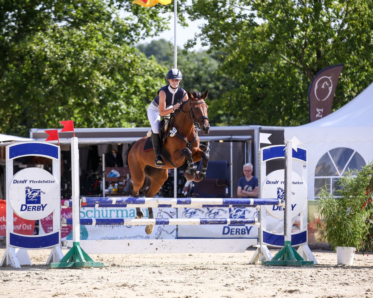 Springpferd Simply Sylvie (Westfale, 2012, von Sanjoy)