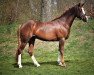 dressage horse Heitholms Dalington (German Riding Pony, 2016, from Dreidimensional AT NRW)